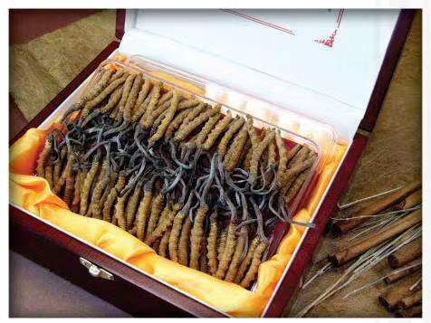 丹棱冬虫夏草回收